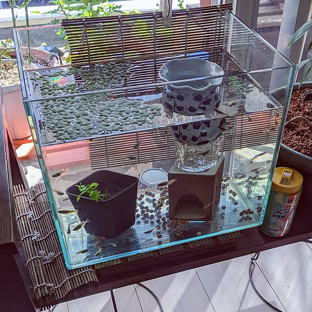 mi-saさんの部屋