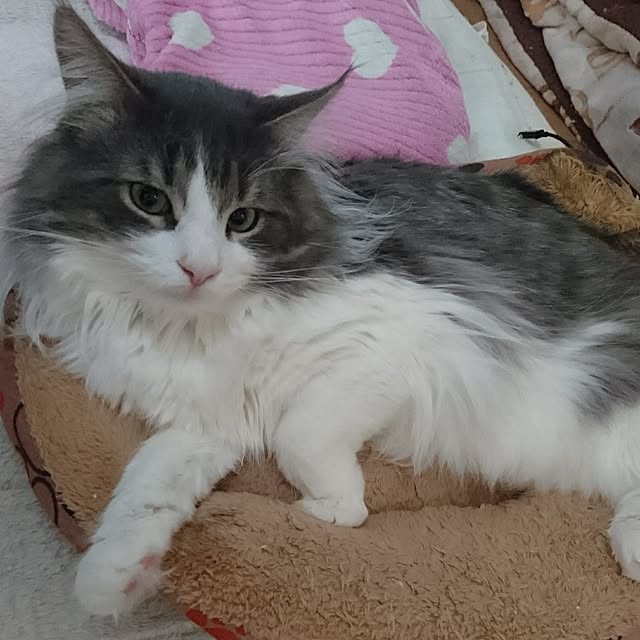 shinobuさんの実例写真