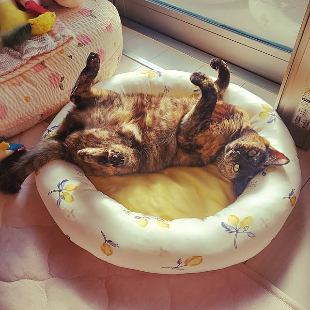 JIHYEさんの実例写真