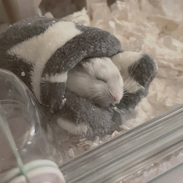 ChaMiさんの実例写真