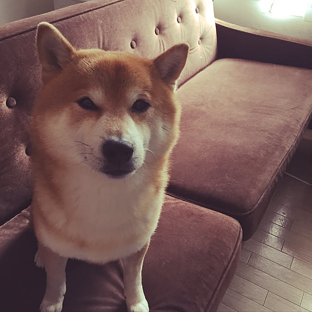 carlさんの実例写真