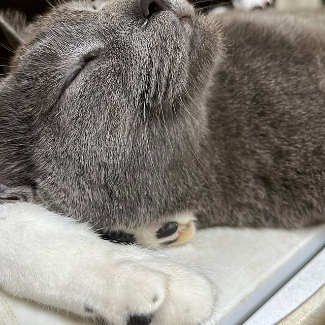 nekoさんの部屋