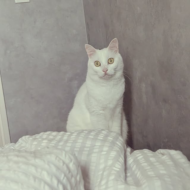 nekocatさんの部屋