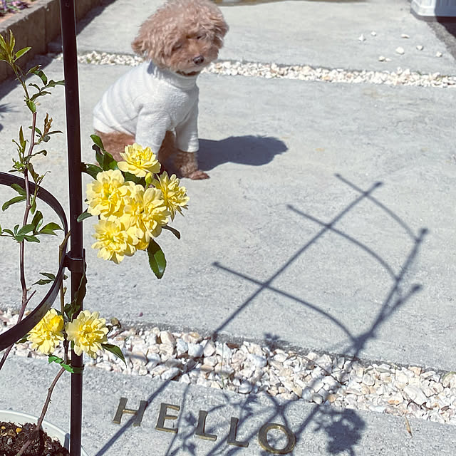 mococoさんの実例写真