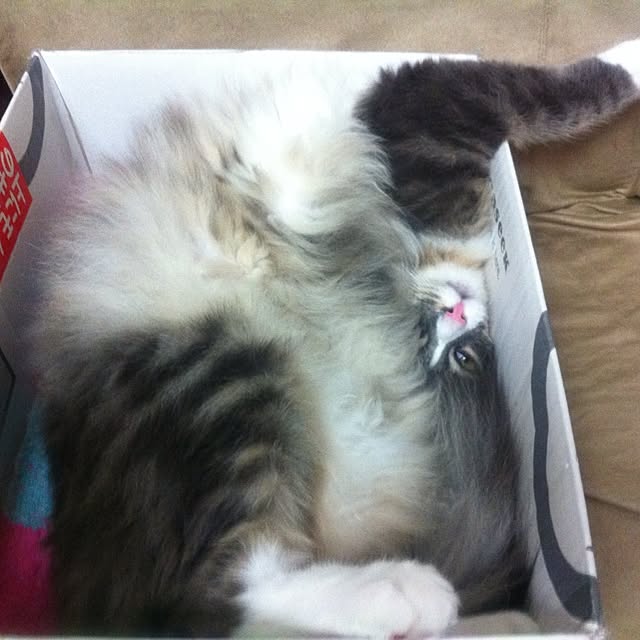 mowapowaさんの実例写真