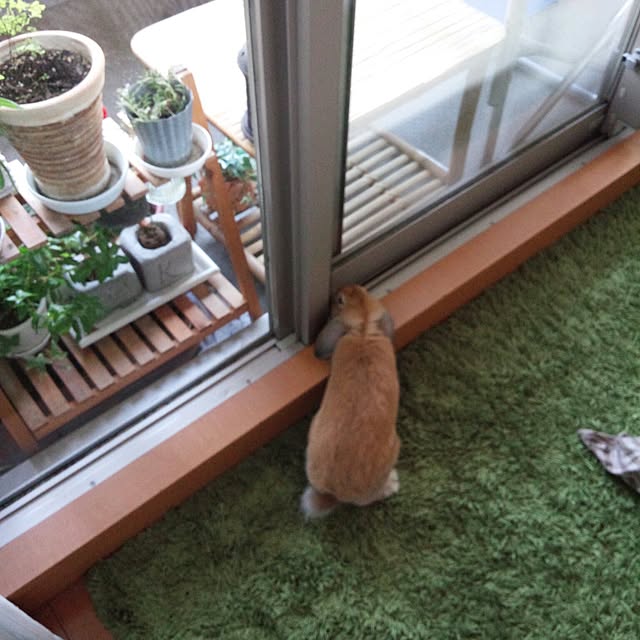 yumehaさんの実例写真
