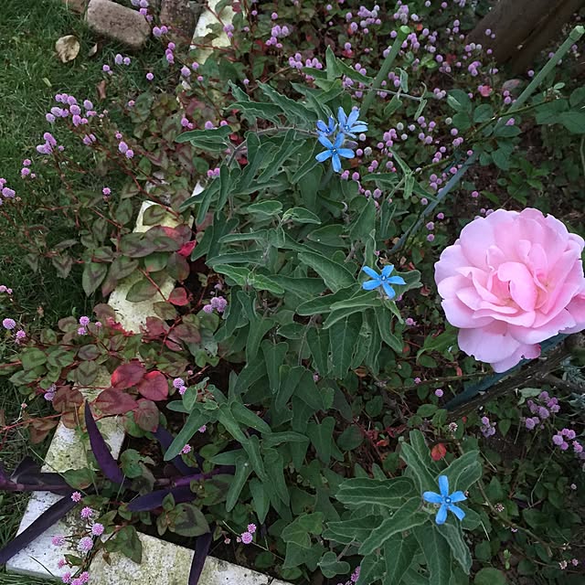 happygardenさんの実例写真