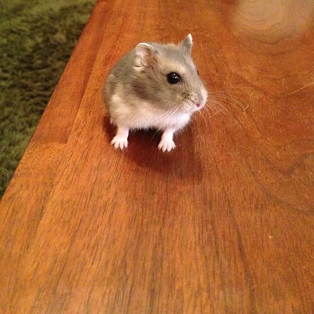 uminchuさんの実例写真