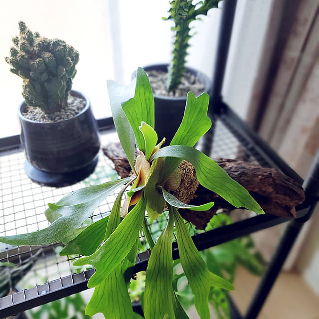 makoさんの実例写真
