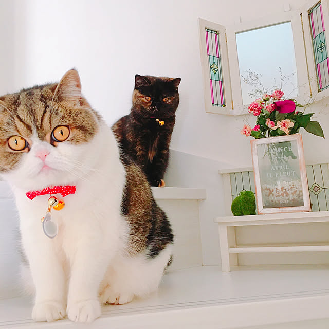 実例写真
