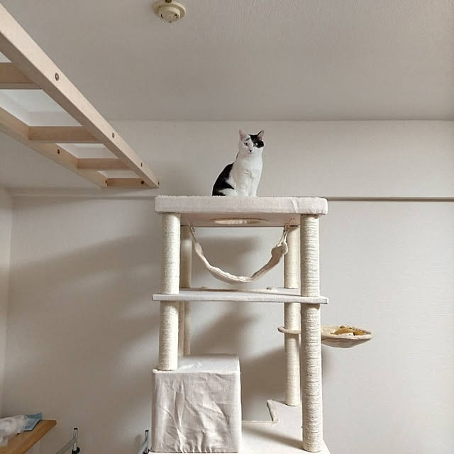 sachimaruさんの実例写真