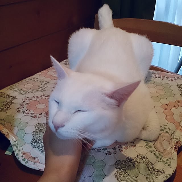 amifuuさんの実例写真