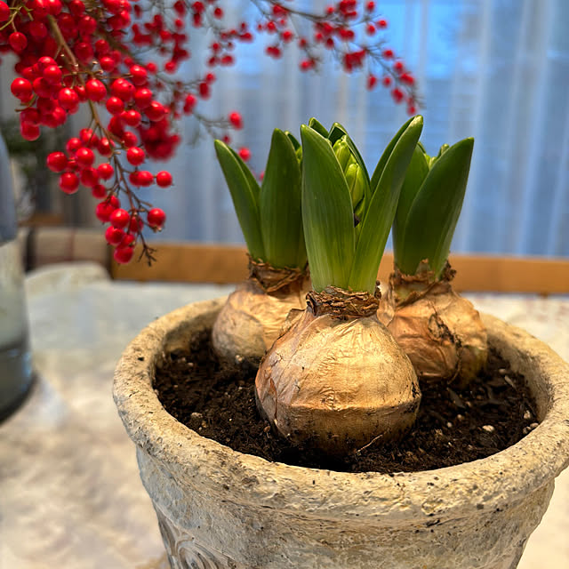 mameshibaさんの実例写真