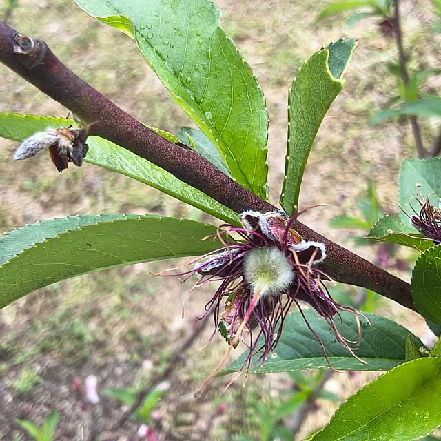 Rubiconさんの部屋