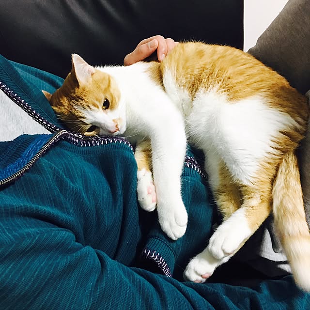abcさんの実例写真