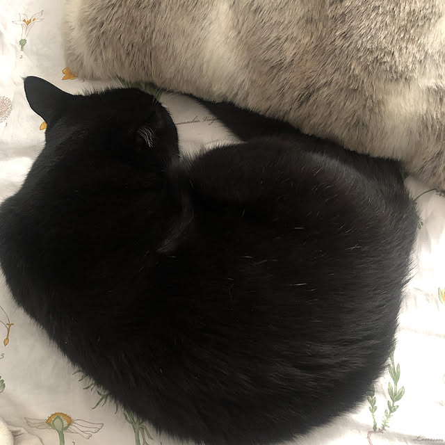 pippiさんの実例写真
