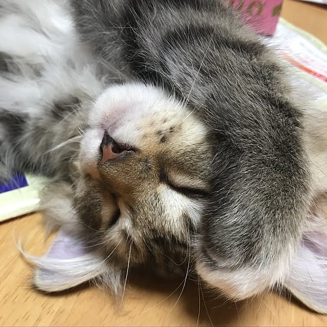 CATさんの実例写真