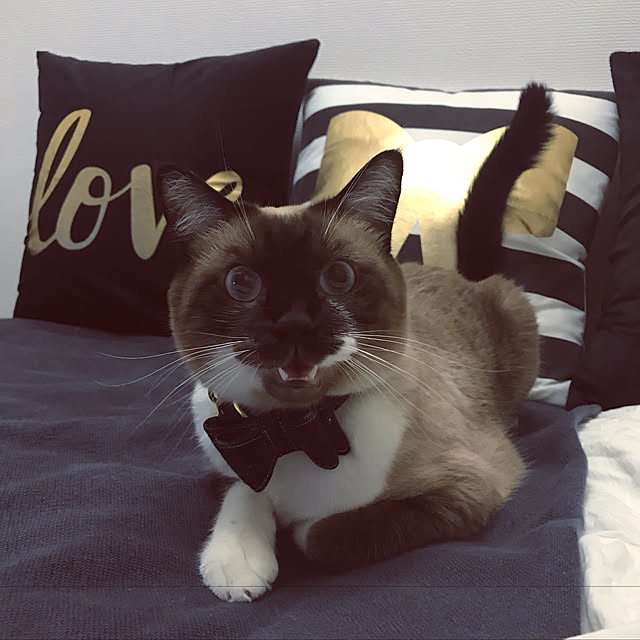 momocoさんの実例写真