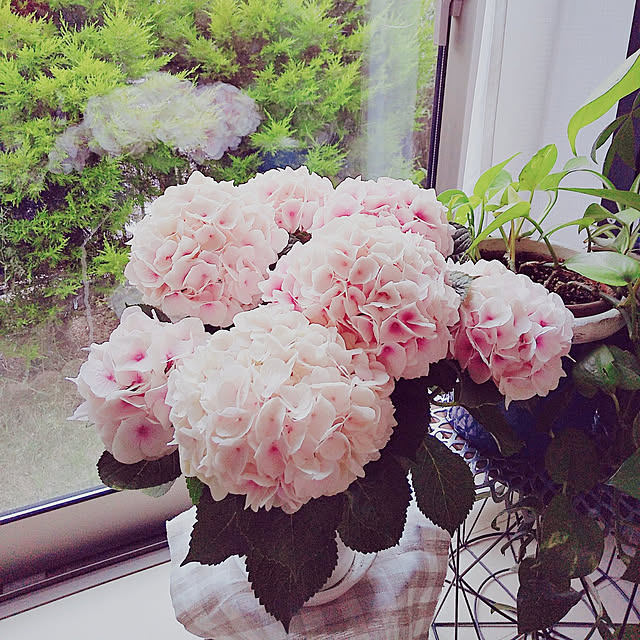 aikkoさんの実例写真
