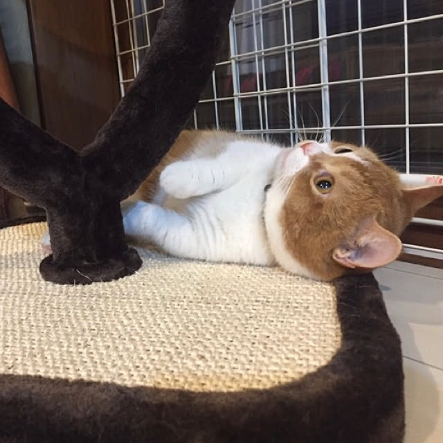 KotarouKunさんの実例写真