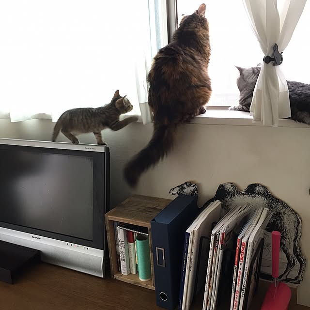 mikomaruさんの実例写真
