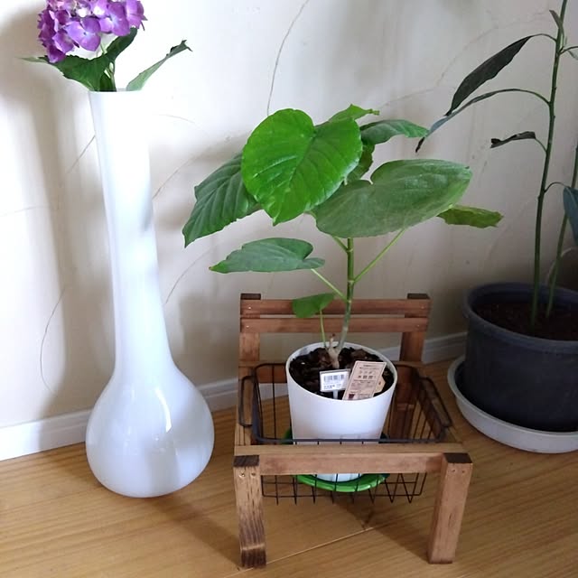 coco1204さんの実例写真
