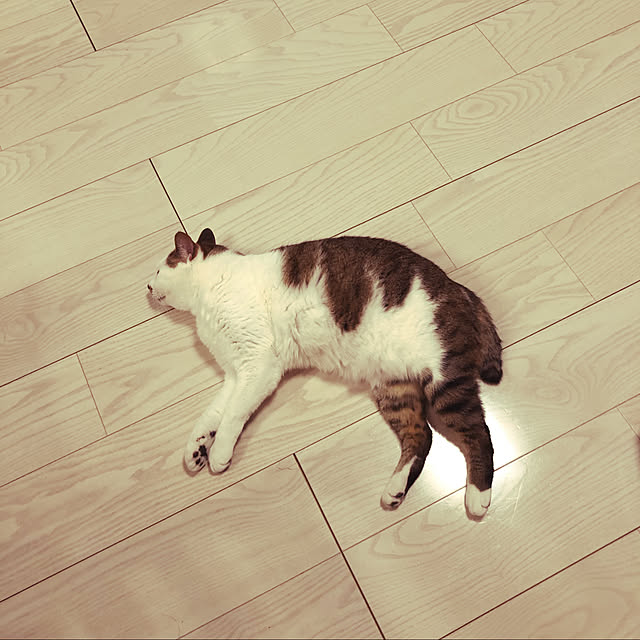 yukaさんの実例写真