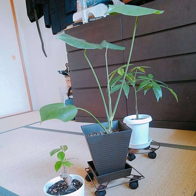 tabitubameさんの部屋