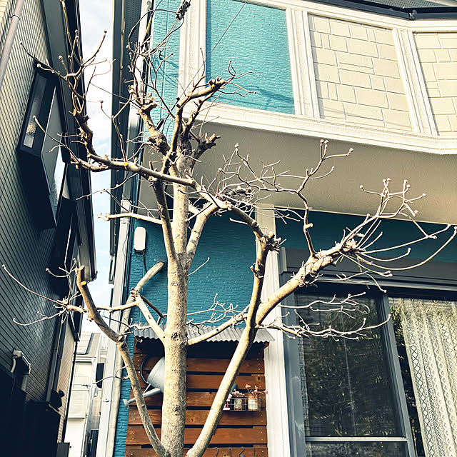 buchikoさんの部屋