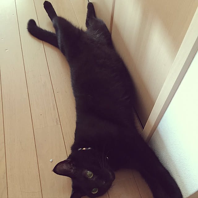 haacyuさんの実例写真