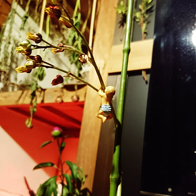 sashimiさんの実例写真