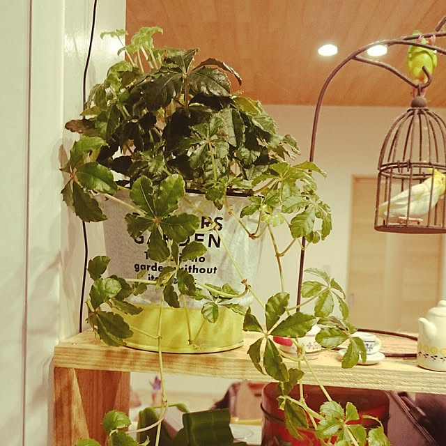 Mikaさんの実例写真