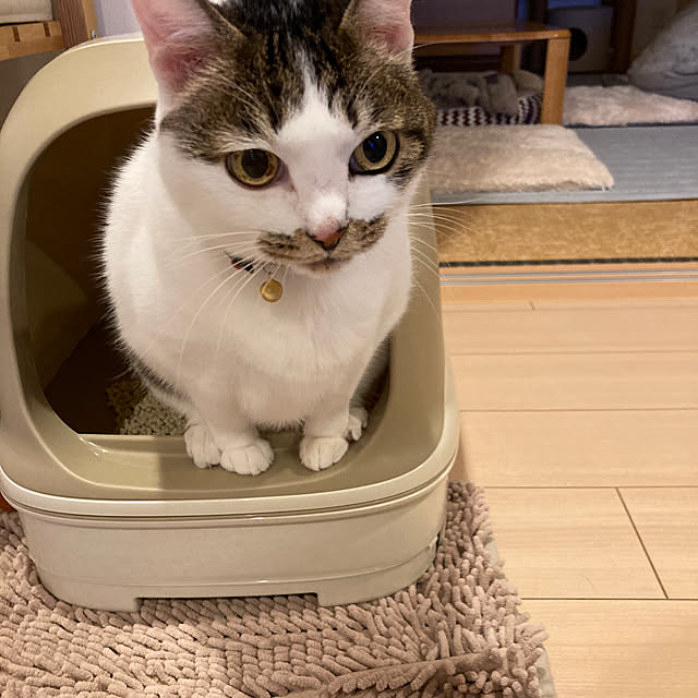 Gomaさんの実例写真