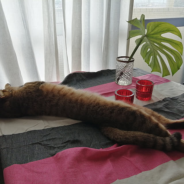 nahocさんの実例写真