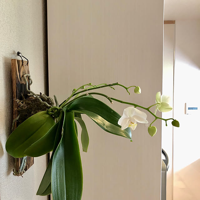 kyoko1124koさんの実例写真