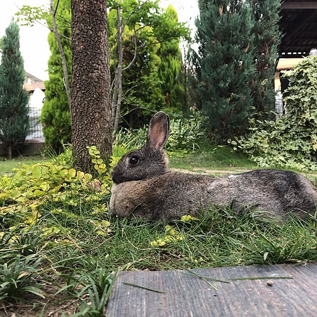 chuchuさんの実例写真