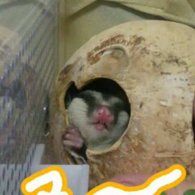 KOHAKUさんの実例写真