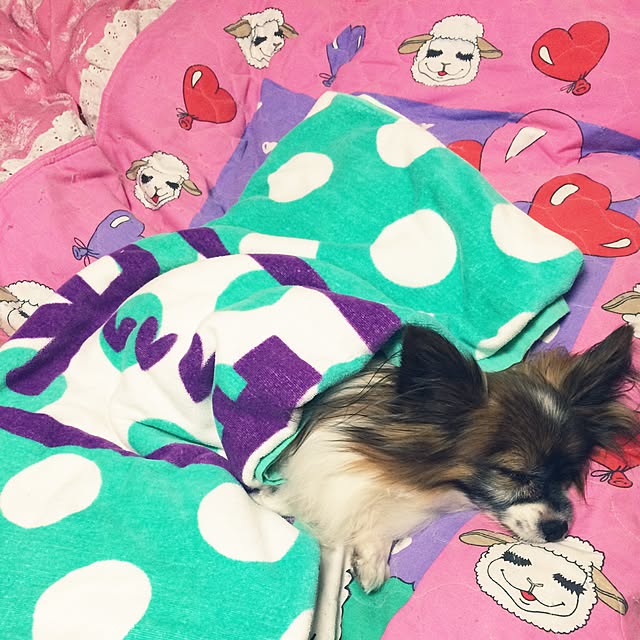 ayanoponchiさんの実例写真