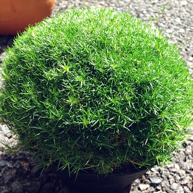 Mieさんの実例写真