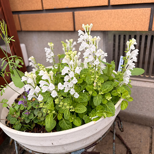 chIoeさんの部屋