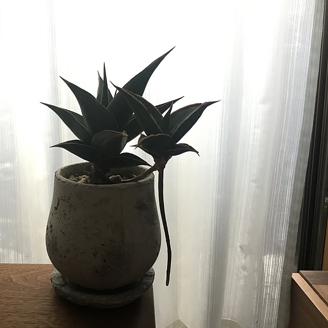 condoraidさんの実例写真