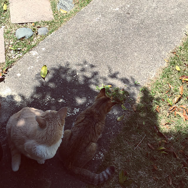 lさんの実例写真