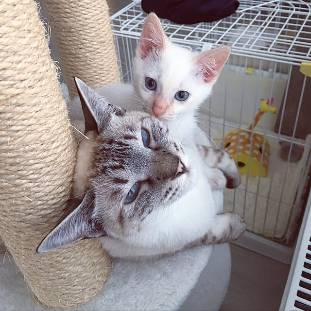 belltanさんの実例写真