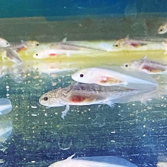 cherryさんの実例写真