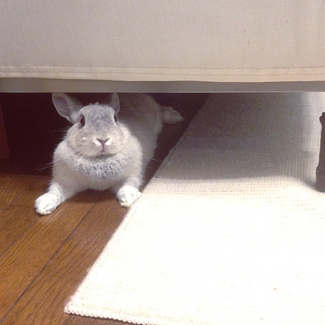 yokomokoさんの実例写真