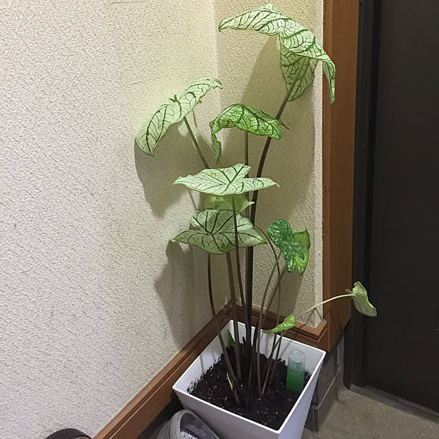 Harumiさんの実例写真