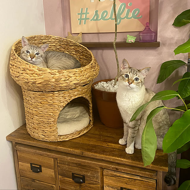 poniさんの実例写真