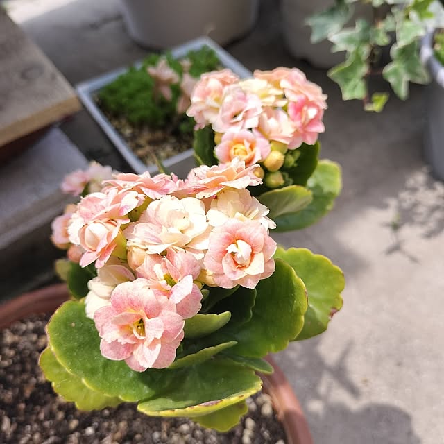 ajisai_chanさんの部屋