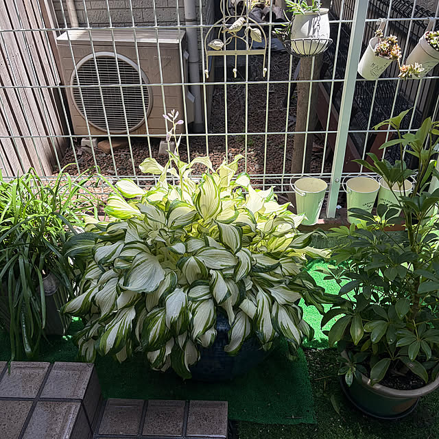 puriyuzuさんの実例写真
