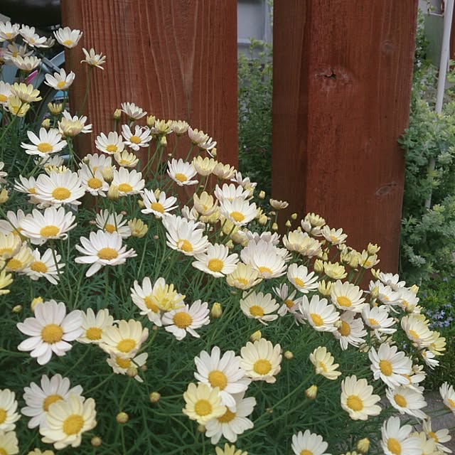 comiriさんの実例写真